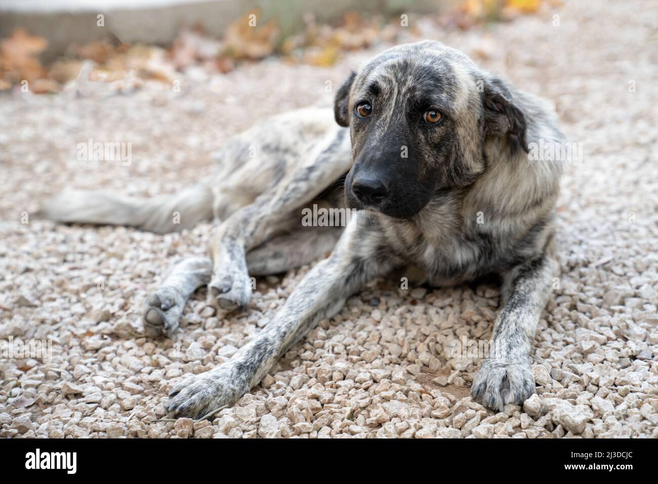 Streunender Hund mit grauer und weißer Farbe liegt auf dem Boden und blickt mit traurigen Augen in den Rahmen Stockfoto