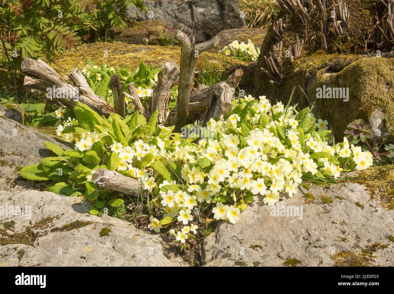 Primeln, Primula vulgaris, die gemeine Primrose, England, Großbritannien Stockfoto