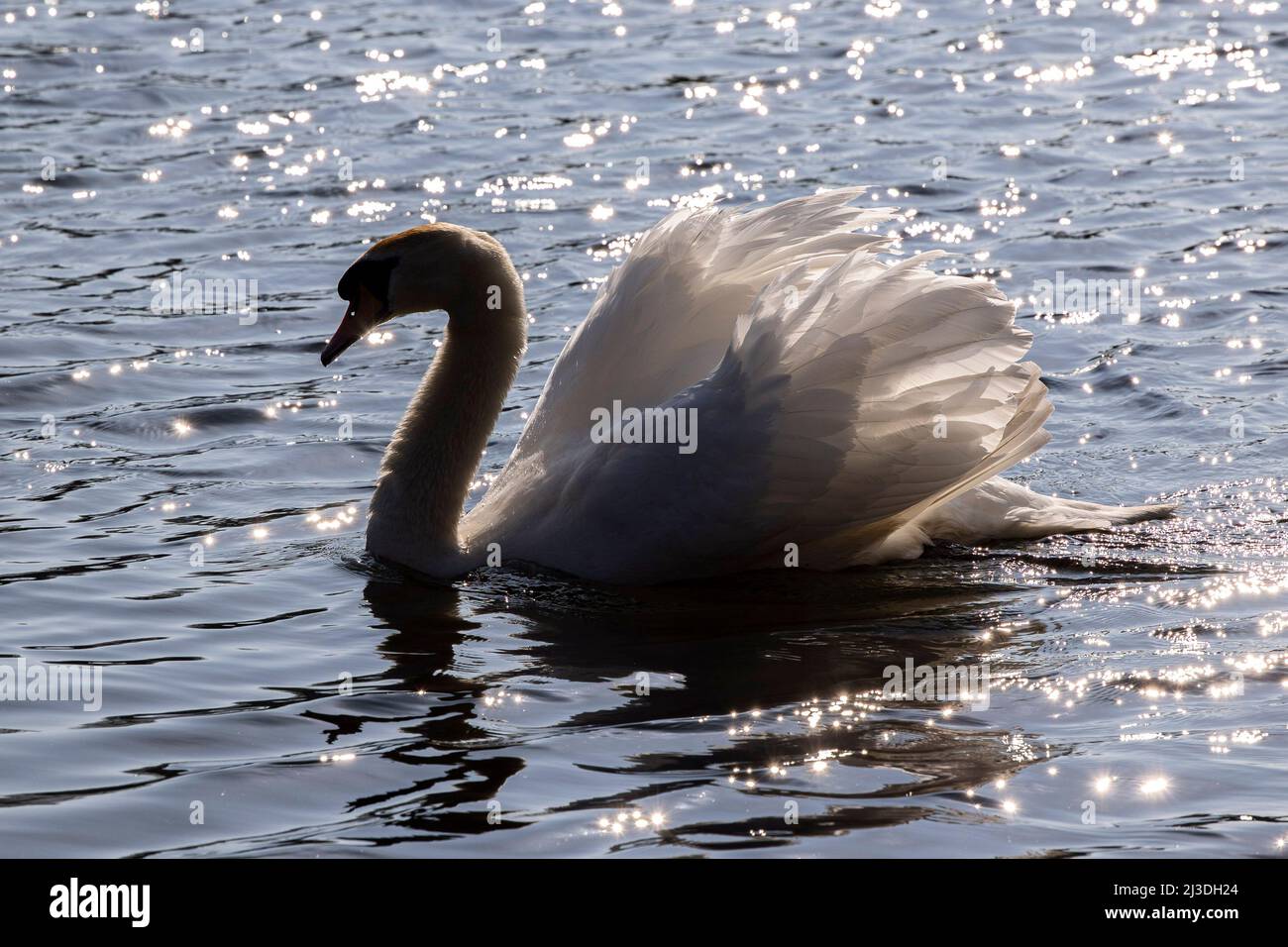 Ein Blick auf einen Schwan am Roath Lake, Cardiff am 27.. März 2022. Kredit: Lewis Mitchell Stockfoto