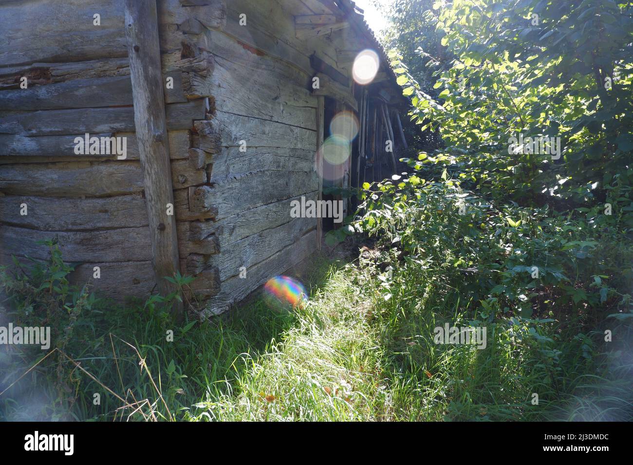 Ein verfallenes verlassenes Bauernhaus, das mit Gras und Bäumen überwuchert ist. Stockfoto