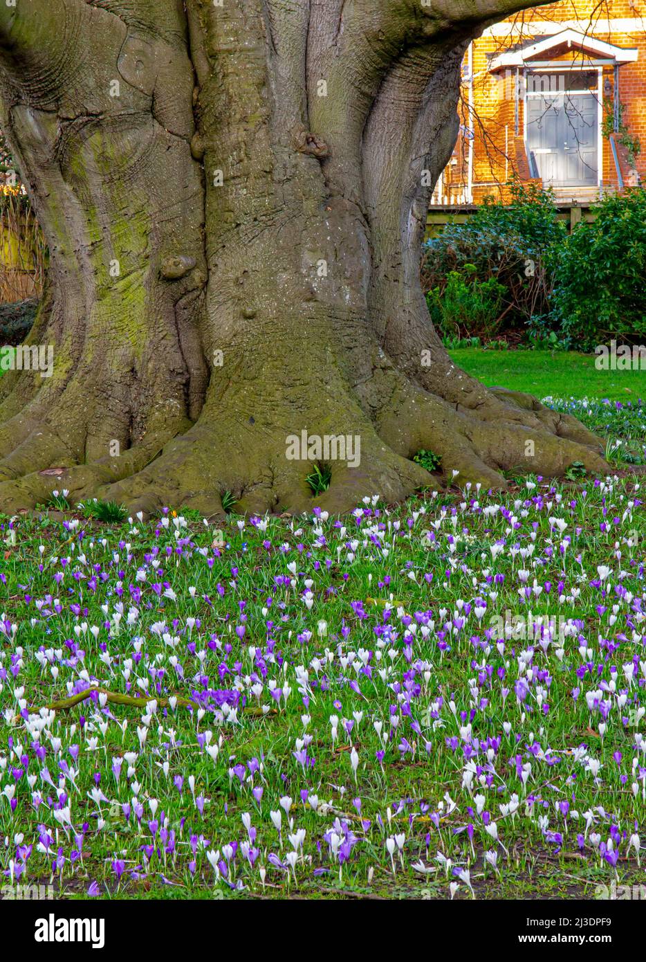 Crocus blüht unter einem alten Baum auf einem Rasen im frühen Frühjahr. Stockfoto