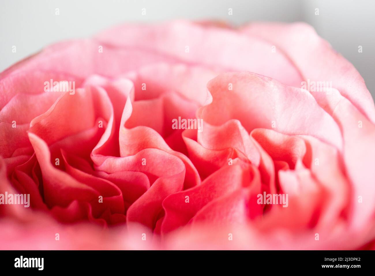 Pfingstrosen. Isolierte schöne rosa Rose Blume. Blumenarrangement im Vollformat. Blumenhintergrund, Gartenblume. Horizontale Blumen Kunst Hintergrund. Stockfoto