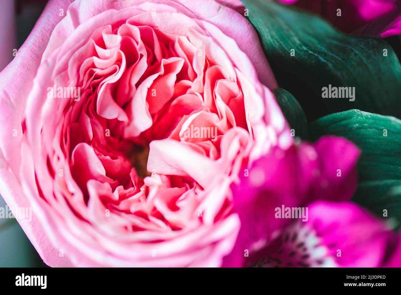 Pfingstrosen. Isolierte schöne rosa Rose Blume. Blumenarrangement im Vollformat. Blumenhintergrund, Gartenblume. Horizontale Blumen Kunst Hintergrund. Stockfoto
