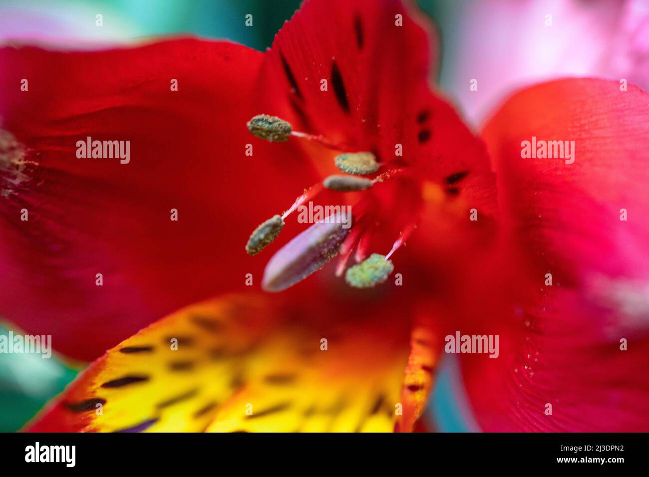 Pfingstrosen. Isolierte schöne rosa Rose Blume. Blumenarrangement im Vollformat. Blumenhintergrund, Gartenblume. Horizontale Blumen Kunst Hintergrund. Stockfoto
