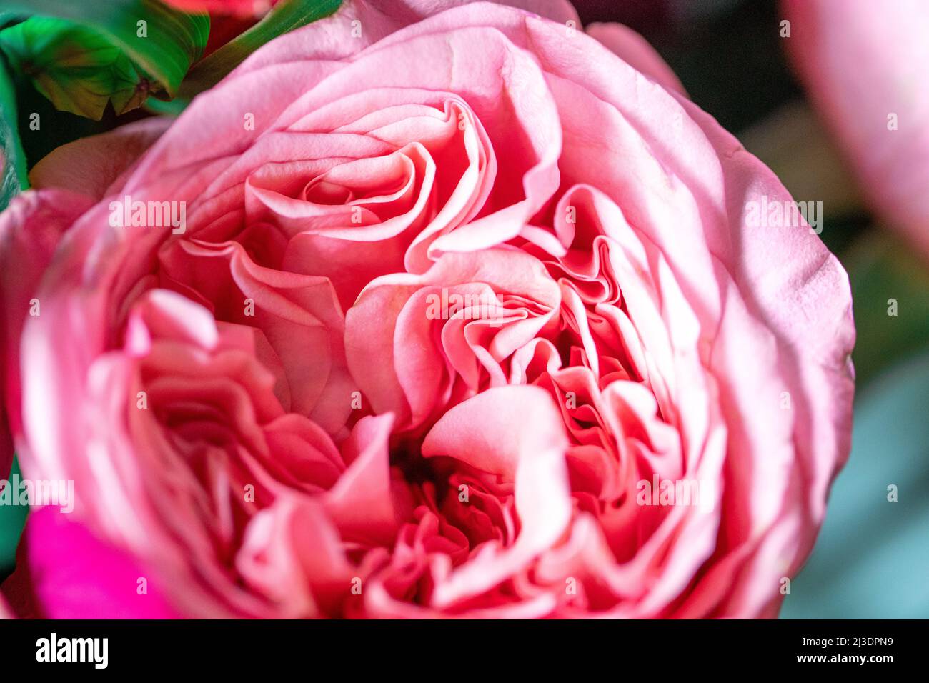 Pfingstrosen. Isolierte schöne rosa Rose Blume. Blumenarrangement im Vollformat. Blumenhintergrund, Gartenblume. Horizontale Blumen Kunst Hintergrund. Stockfoto