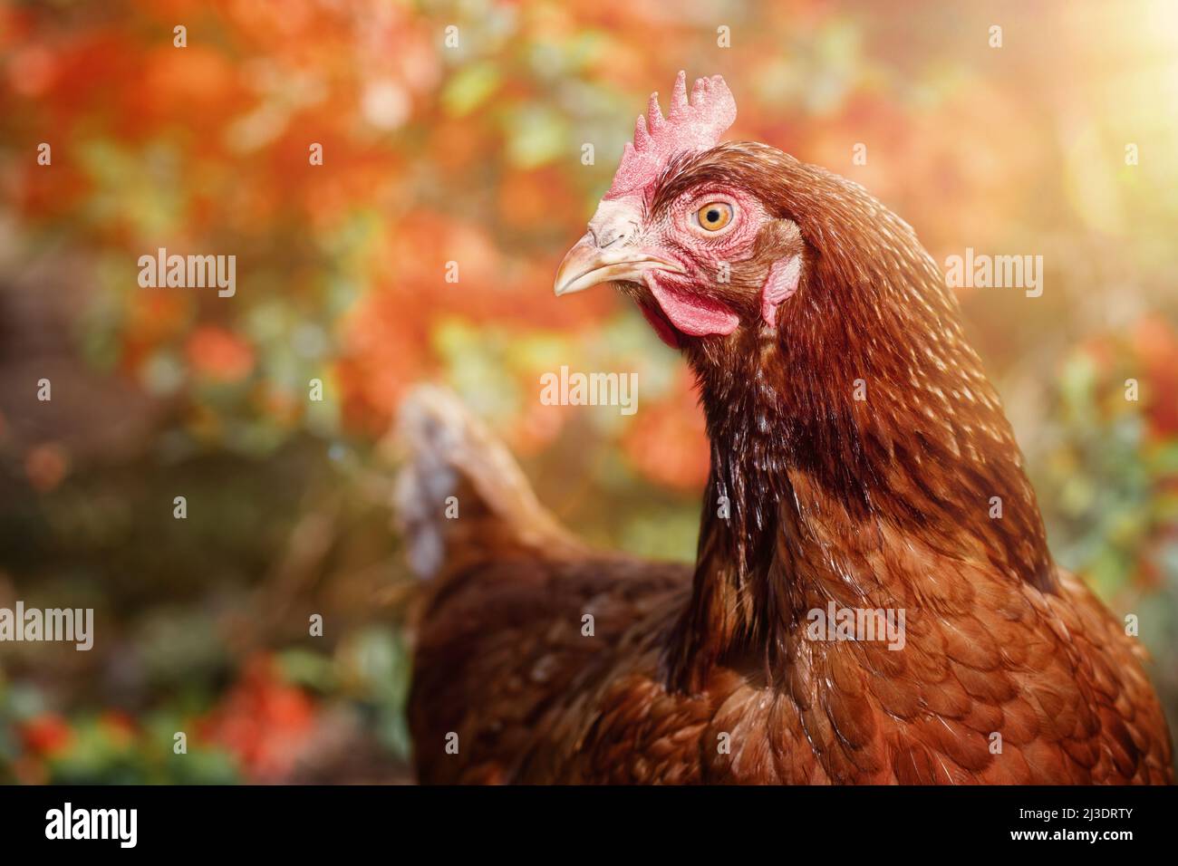 Detailreiches Porträt eines Ingwer-Hähnchens im Hintergrund eines rot blühenden Busches Stockfoto