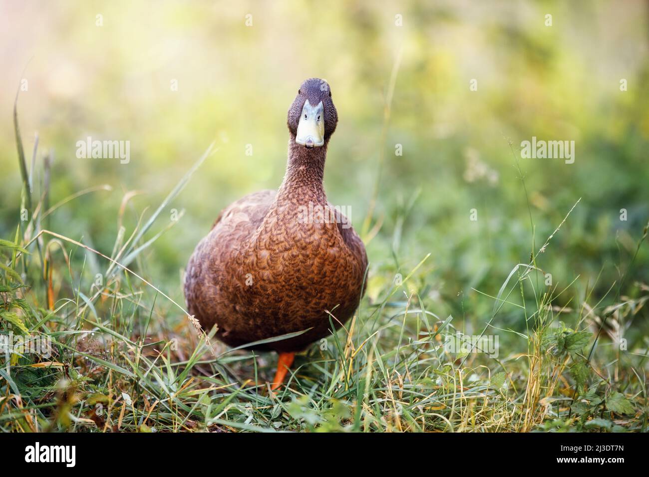 Eine schokoladenfarbene Ente aus hohem Gras kommt auf uns zu und schaut direkt auf die Fotokamera. Stockfoto