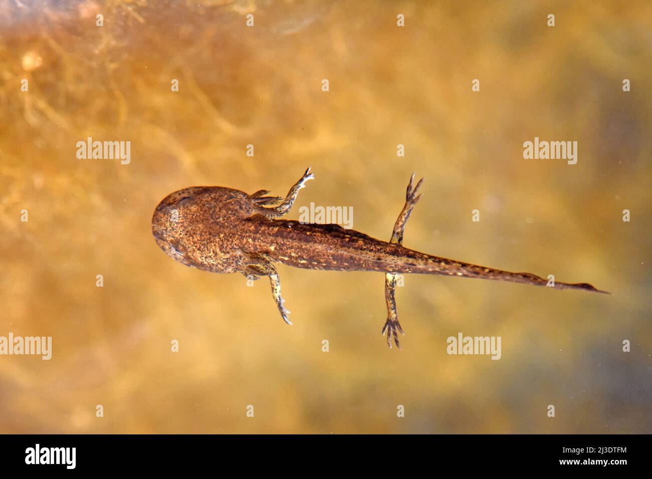 Salamander - junge Phase unter Wasser. Stockfoto