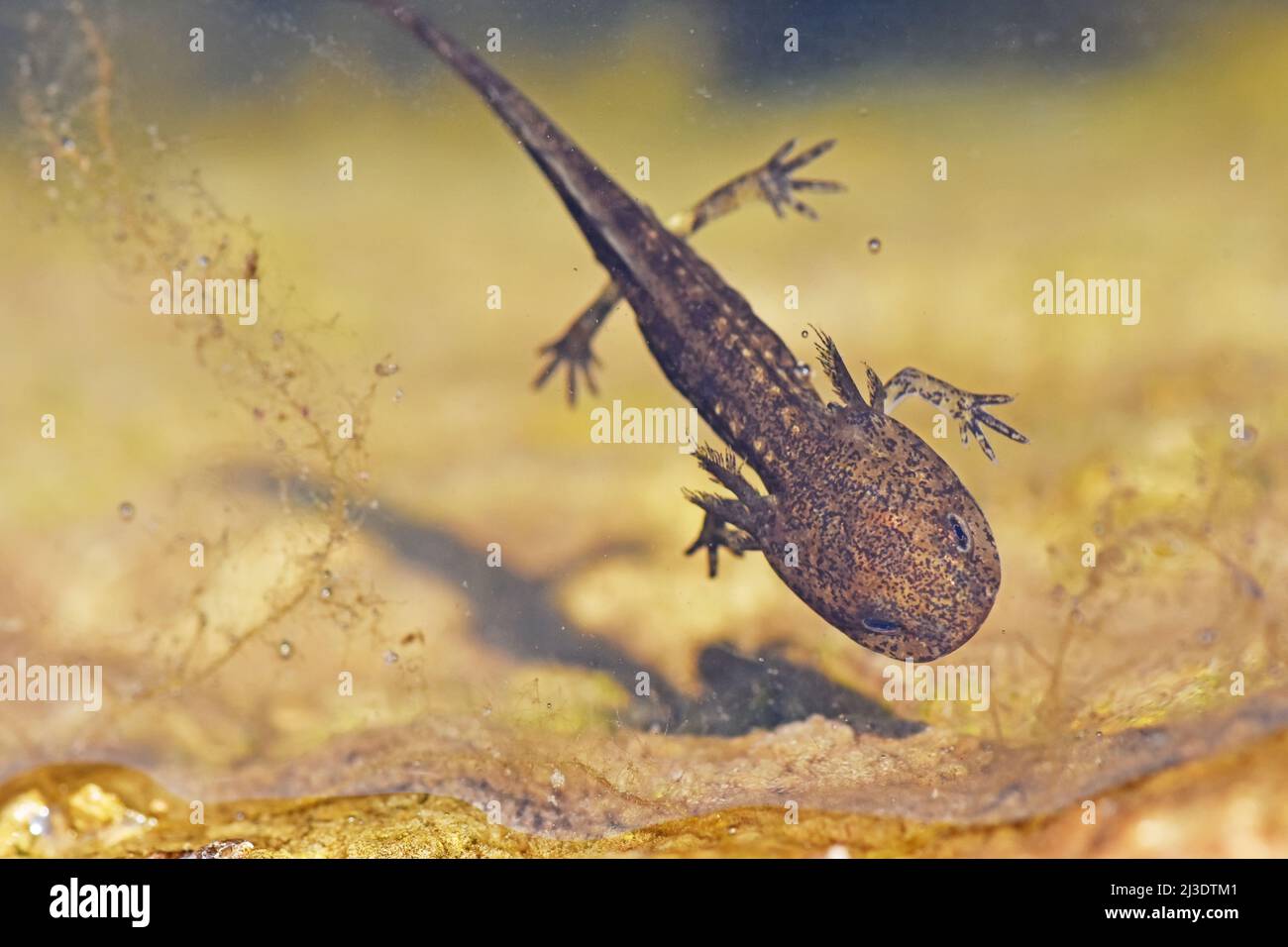 Salamander - junge Phase unter Wasser. Stockfoto