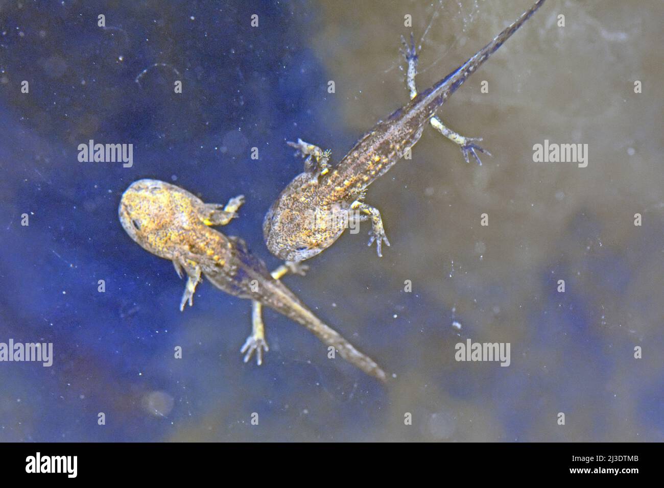 Salamander - junge Phase, zwei Unterwasser. Stockfoto