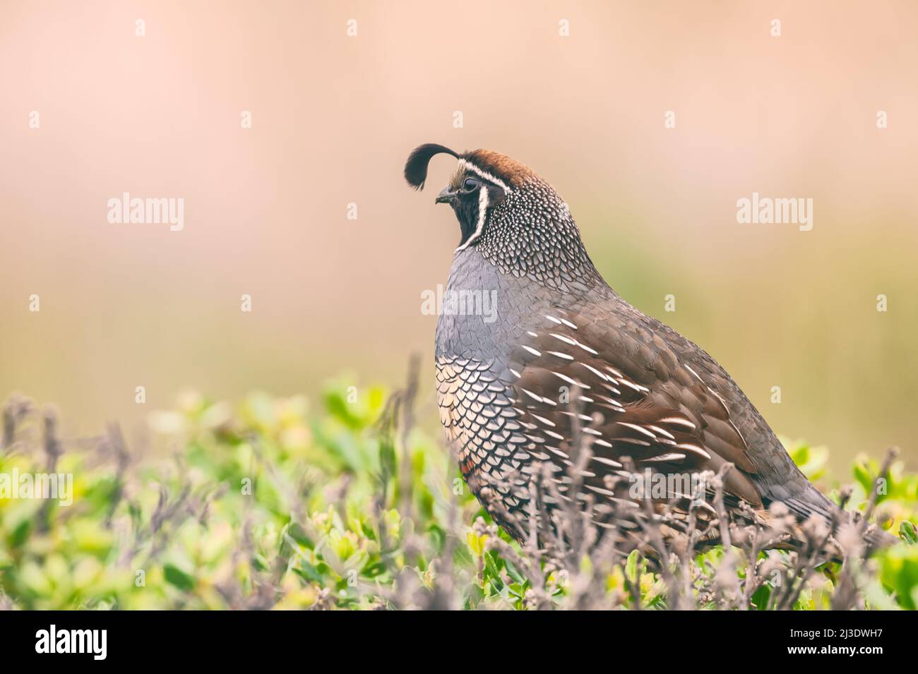 Männliche kalifornische Wachtel (Callipepla californica), Point Reyes National Seashore, Kalifornien, USA. Stockfoto