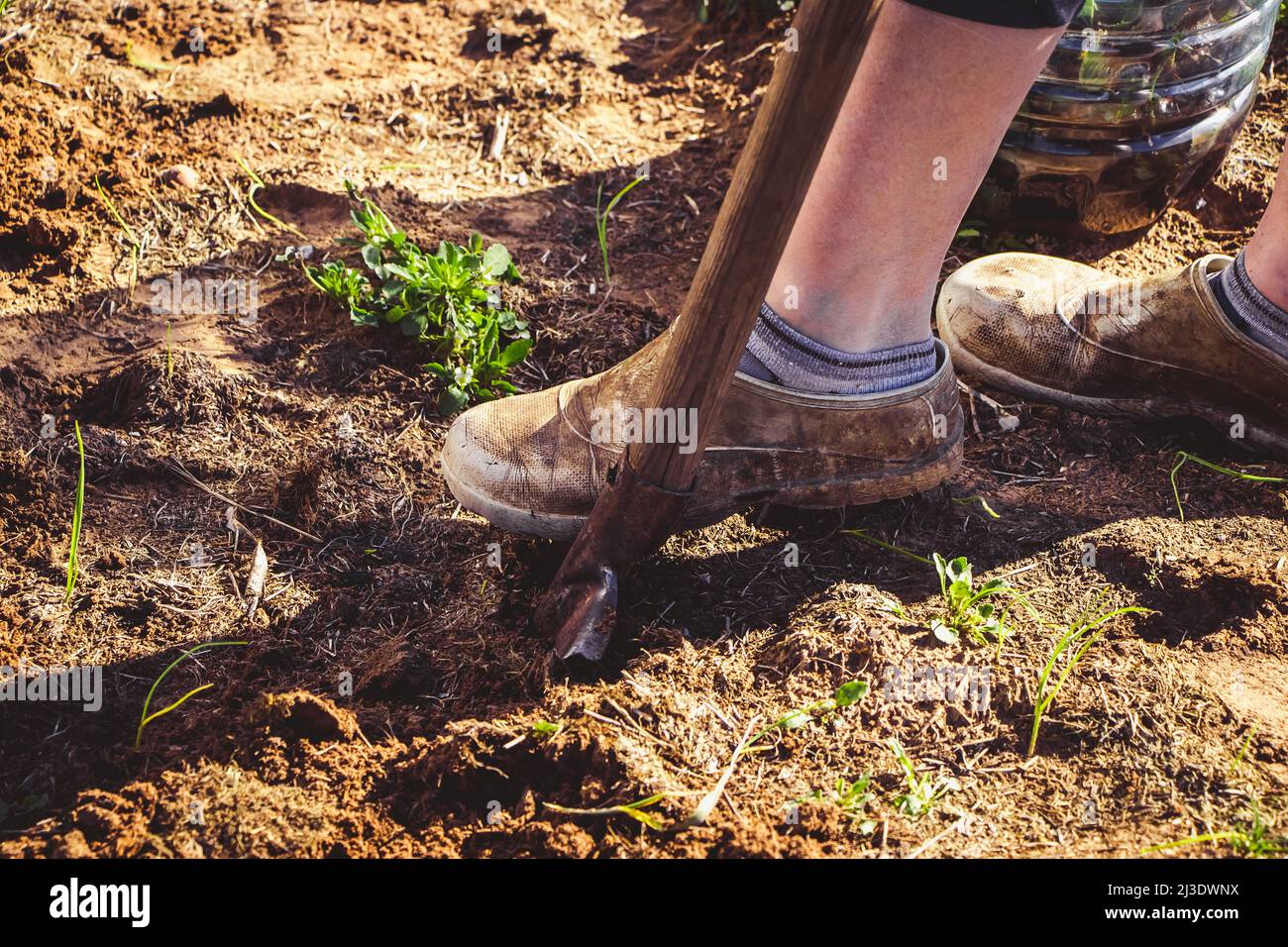 Die Erde mit der Handschaufel ausgraben. Gartenarbeit und Pflanzung von Samen im Frühjahr. Ländliche Leben, Landwirtschaft. Stockfoto