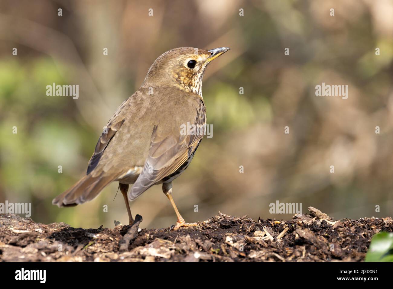 Song Thrush (Turdus philomelos) in einer Waldlandschaft Stockfoto