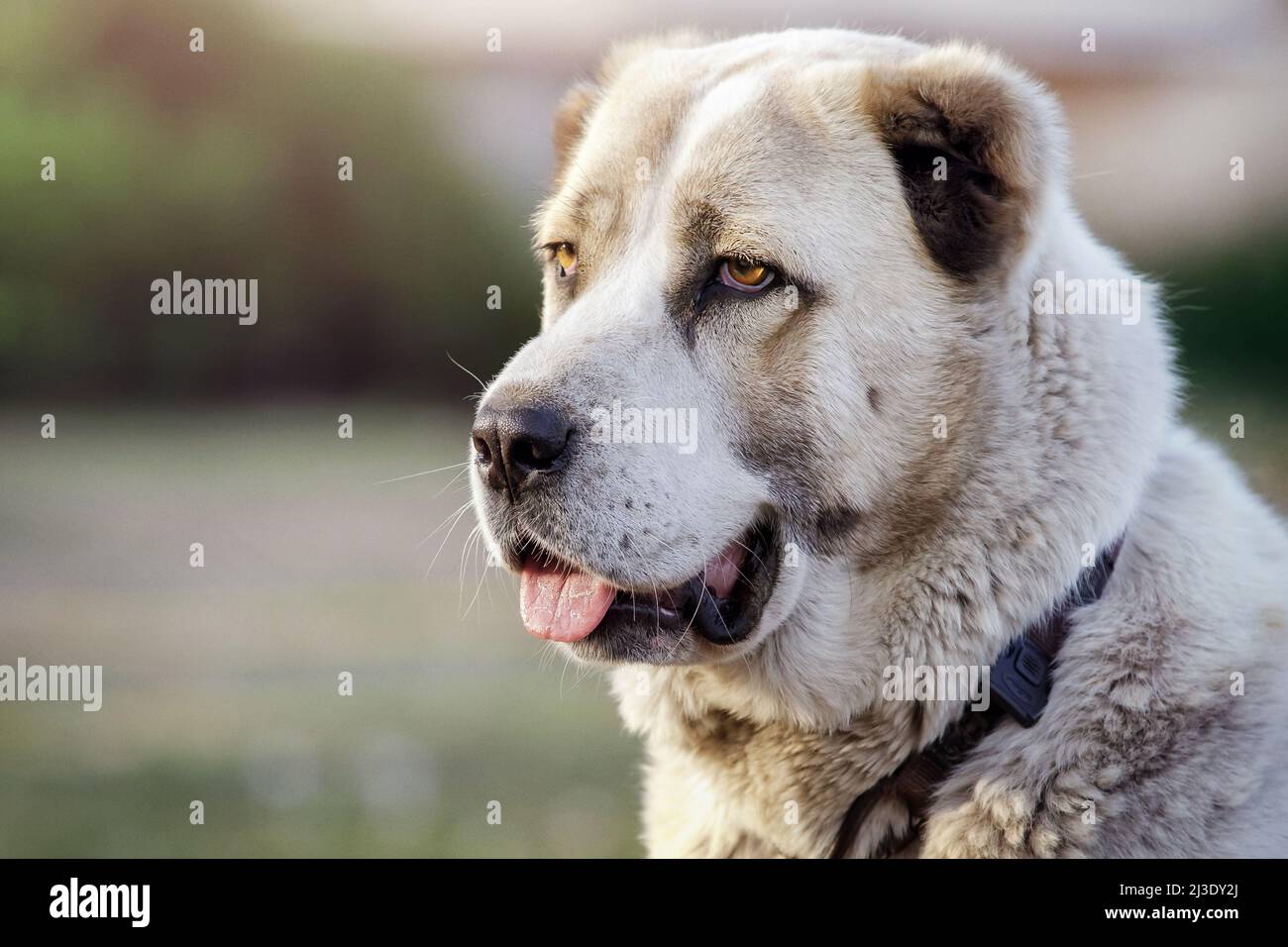 Ein Nahaufnahme-Porträt eines asiatischen Schäferhundes, der leicht die Zunge zeigt. Stockfoto