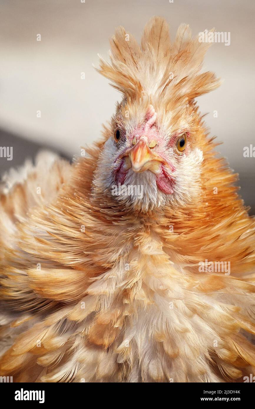 Paduan Henne mit dem charakteristischen Büschel in der Gegend angehoben Der  Region Venetien in Norditalien Stockfotografie - Alamy