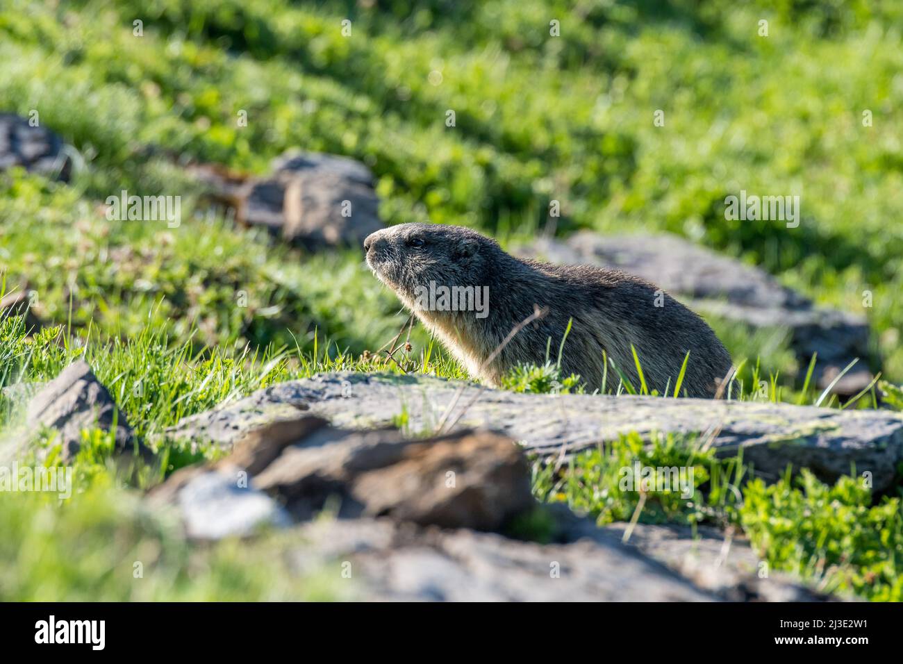 murmeltier auf einer Almwiese bei Grindelwald in den Schweizer Alpen Stockfoto