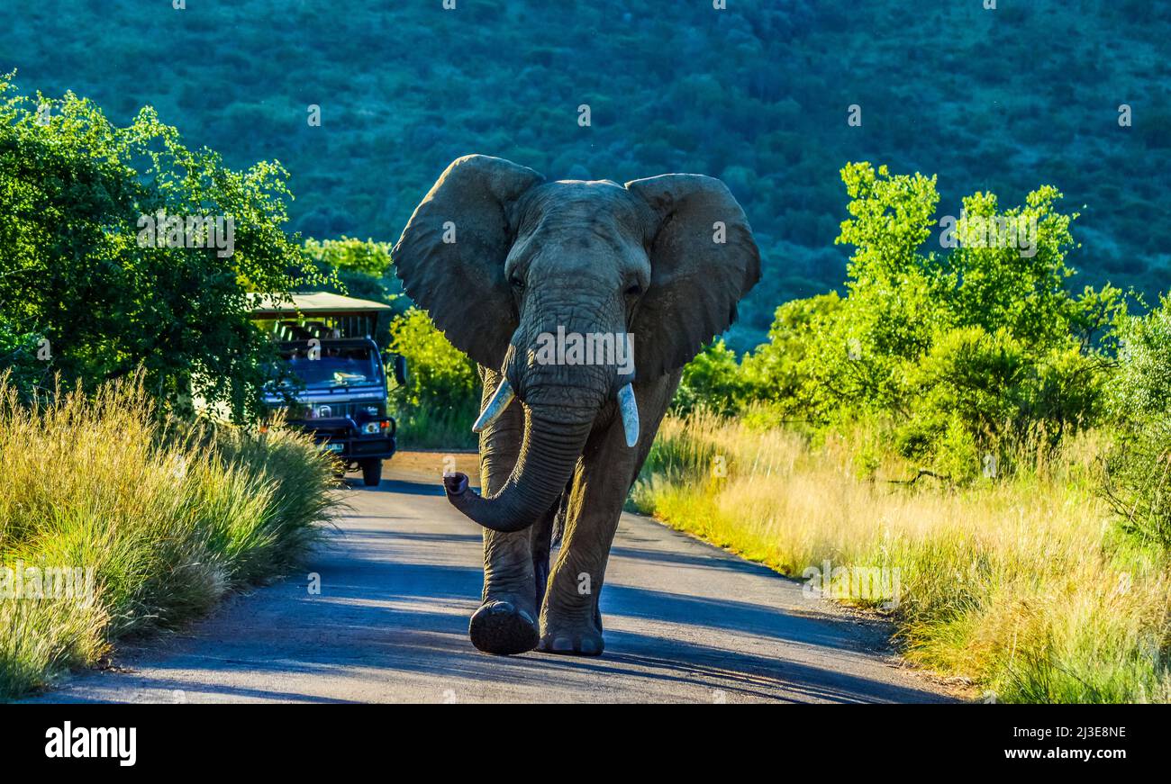 Ein einsamer aggressiver afrikanischer Elefant ( Loxodonta Africana) Sperrstraße in einem Wildreservat während einer Safari in Afrika Stockfoto