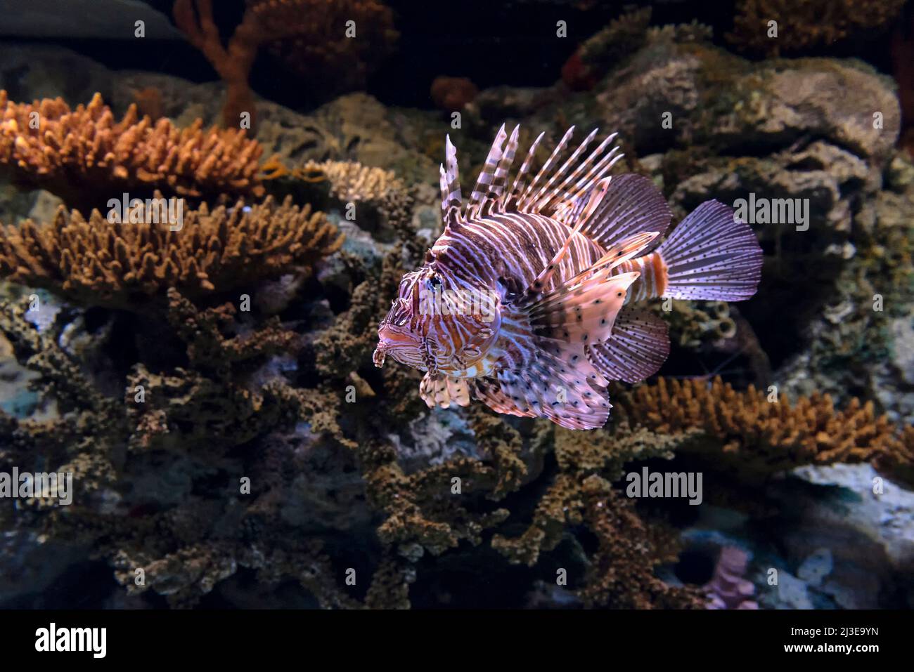 Lionfish, ein giftiger Meeresfisch Stockfoto