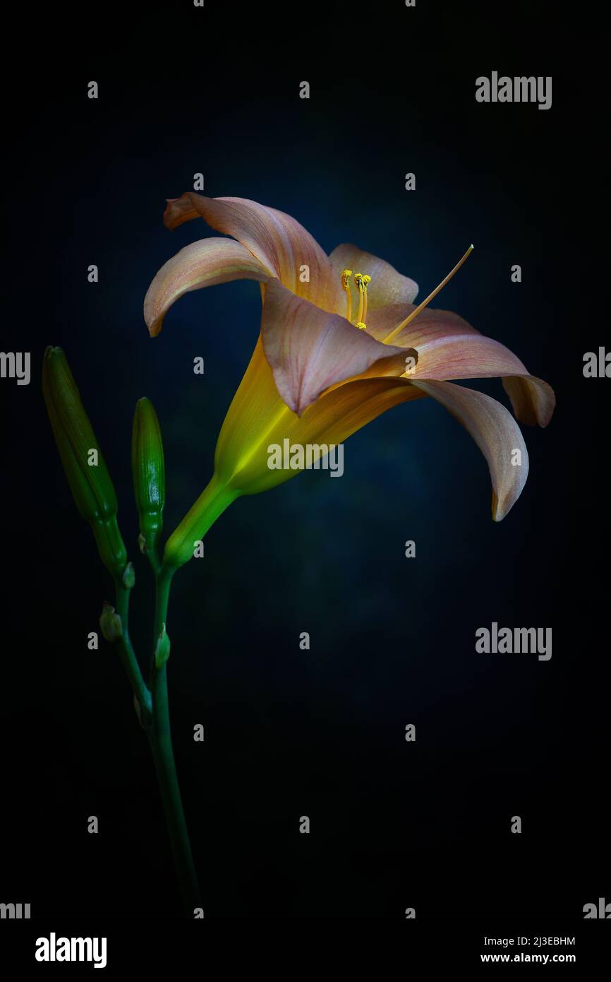 Eine aprikosenfarbene Day Lily -Familie Hemerocallis- Blume in weichem, stark dunklem Stimmungslicht mit dem beleuchteten Stigma; eingefangen in einem Studio Stockfoto