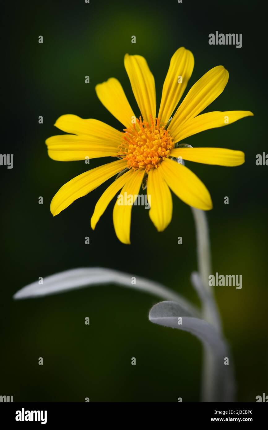 Eine gelbe Gazania Silver Trialing -Gazania tomentosa- Blume in sanfter, dunkler Stimmungsbeleuchtung; aufgenommen in einem Studio Stockfoto