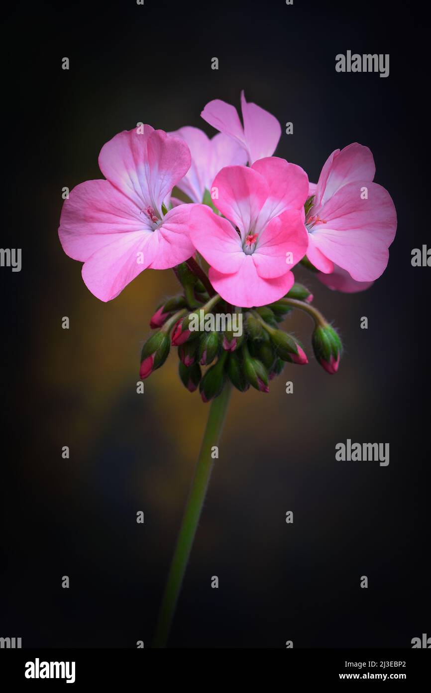 Eine Gruppe rosa Geranium -Geranium pelargonium x hotorum- blüht in weichem, warmem, dunklem Stimmungslicht; aufgenommen in einem Studio Stockfoto