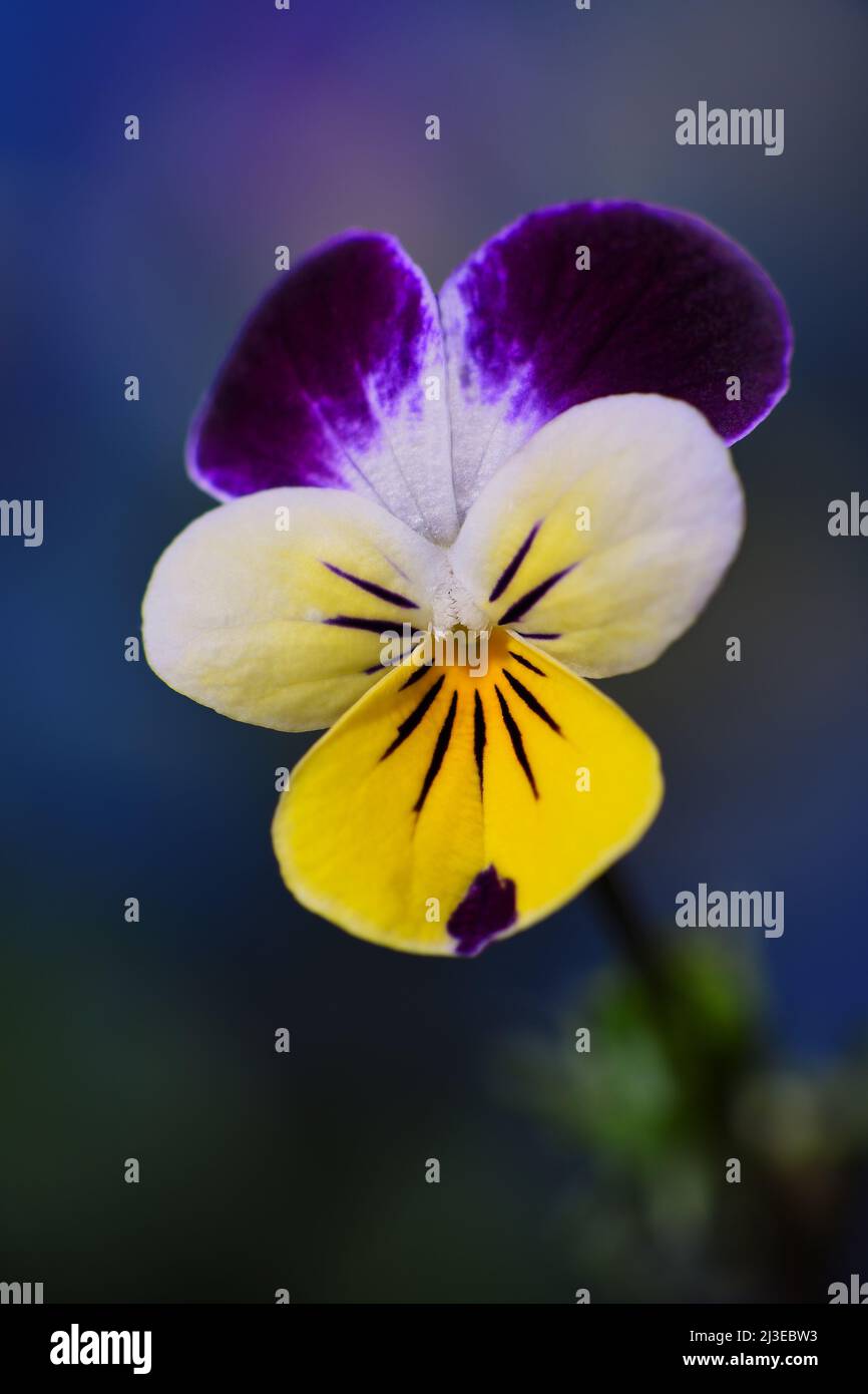 Eine violette, weiße und gelbe Johnny Jump Up Heartsease -Viola tricolor- Blume in weichem, dunkelblauem Stimmungslicht; aufgenommen in einem Studio Stockfoto