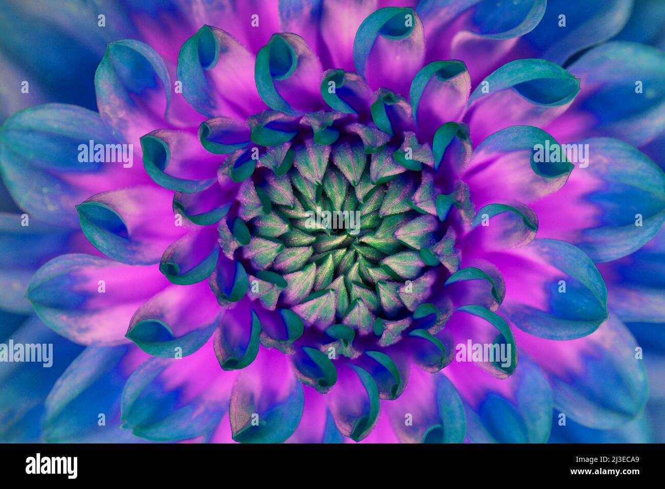 Eine extreme Nahaufnahme einer zeitgemäßen, psychedelisch blauen, grünen und lila aussehenden Dahlia-Hortensis, Asteraceae-Familie Stockfoto