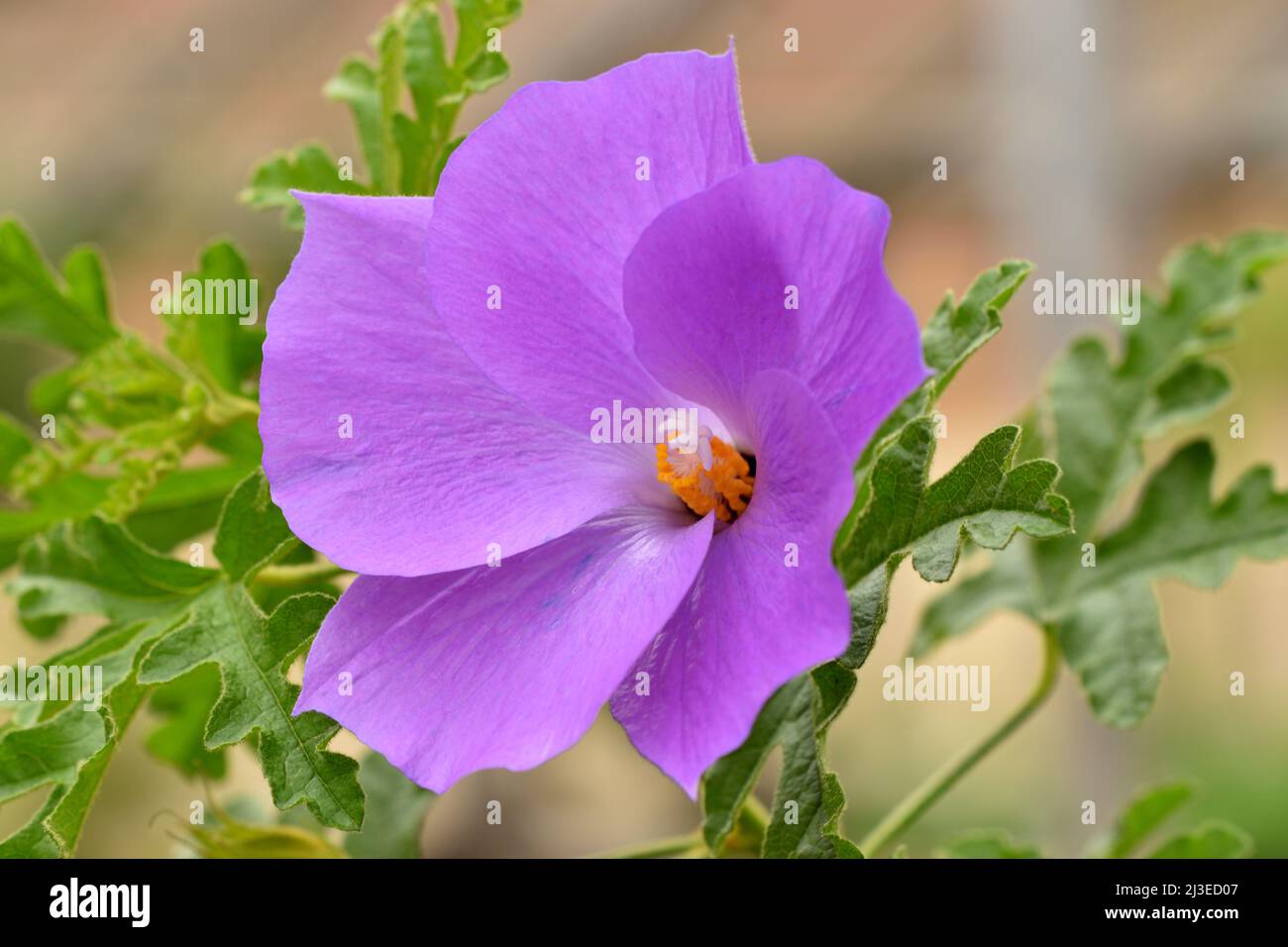 Flieder-Hibiskus (Blauer Hibiskus) (Alyogyne huegelii) Blume. Stockfoto