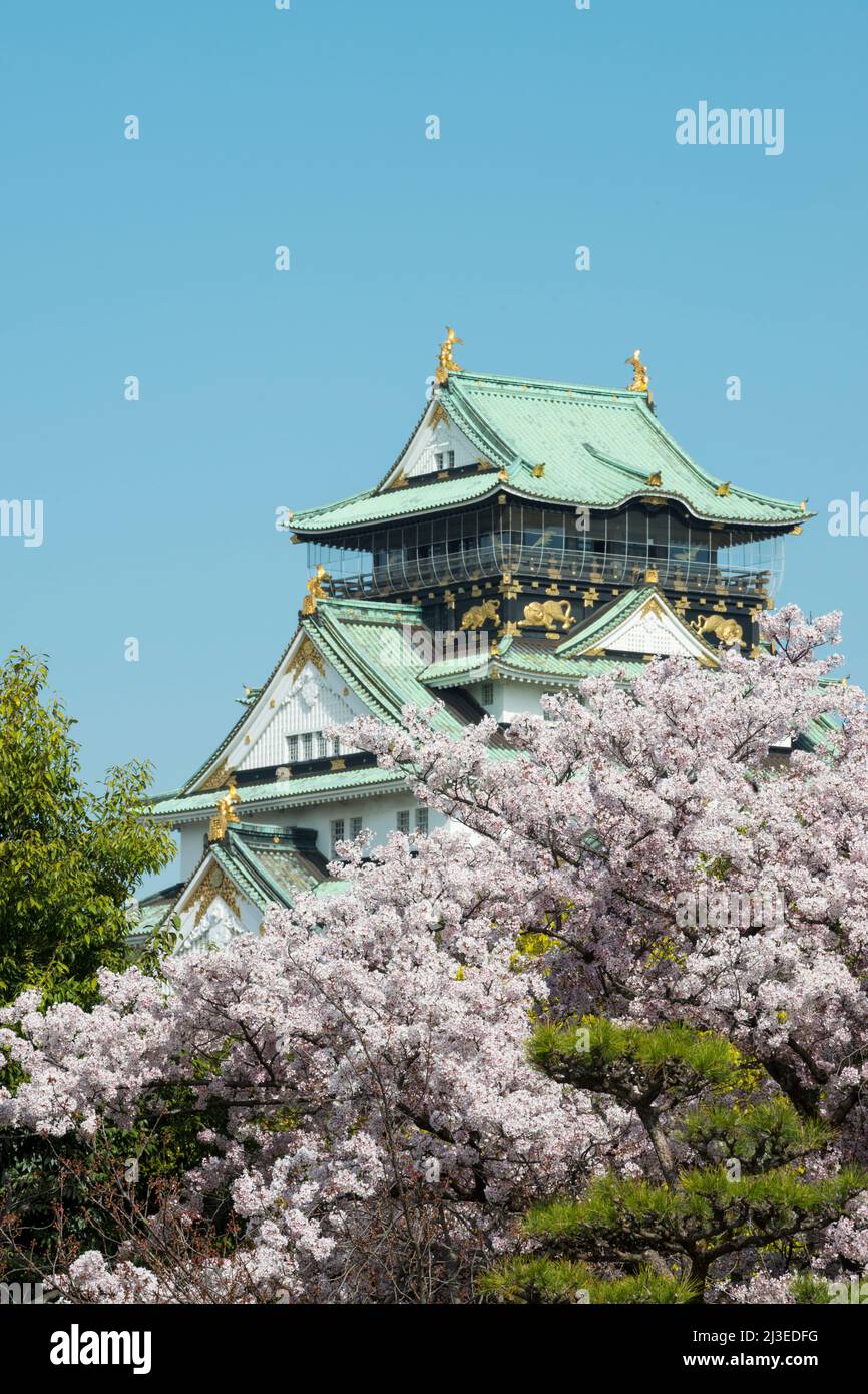 Burg von Osaka mit Kirschblüten, Osaka, Japan Stockfoto