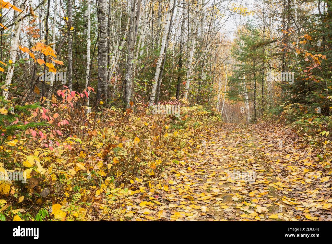 Im Herbst ist der Weg mit gefallenen Blättern im Wald bedeckt. Stockfoto