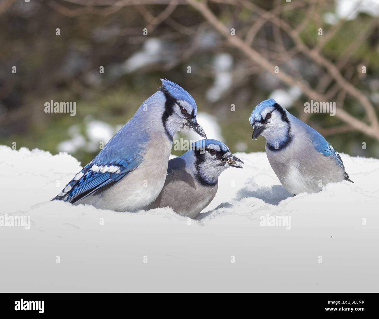 Zwei blaue Eichelhäher im Schnee beobachten einen anderen, der einen Samen isst Stockfoto