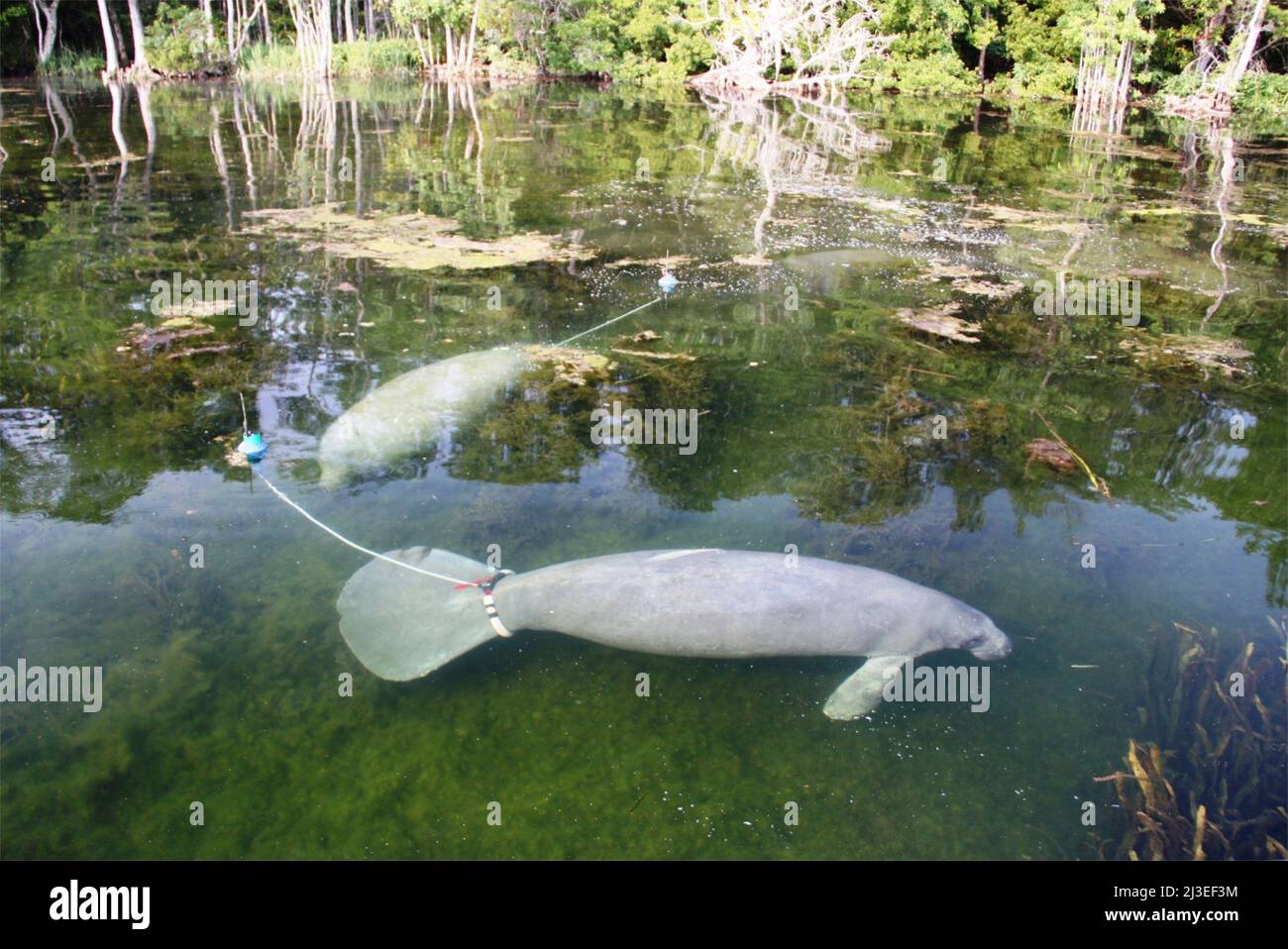 Ein Paar Seekühe aus Florida, auch bekannt als Seekuh, schweben zusammen mit Radiosendern, die an ihren Schwänzen im Edward Ball Wakulla Springs State Park in Wakulla Springs, Florida, angebracht sind. Stockfoto