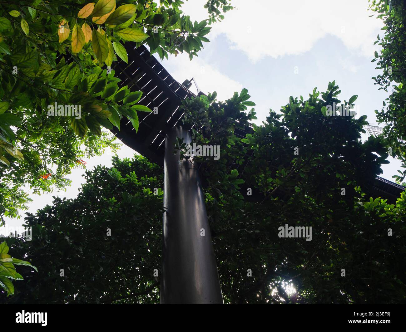 Canopy Naturspaziergang in einem modernen Stadtpark. Ein Naturspaziergang unter den Bäumen. Stockfoto