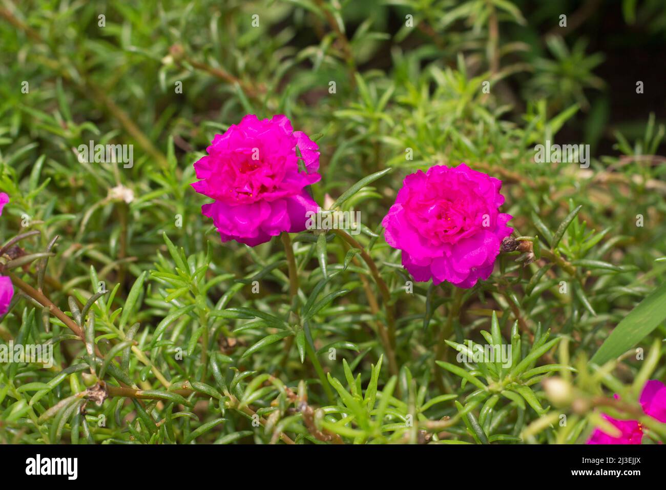 Vollbildansicht auf portulaca grandiflora oder Moosrose-Purslane, eine saftige Blütenpflanze, die oft in Gärten angebaut wird. Stockfoto