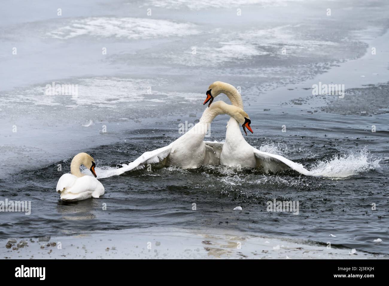 Kampf gegen stumme Schwäne in Helsinki, Finnland Stockfoto
