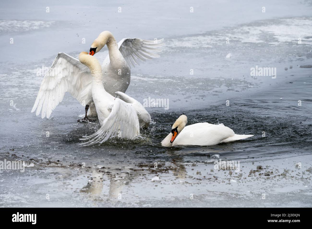 Kampf gegen stumme Schwäne in Helsinki, Finnland Stockfoto