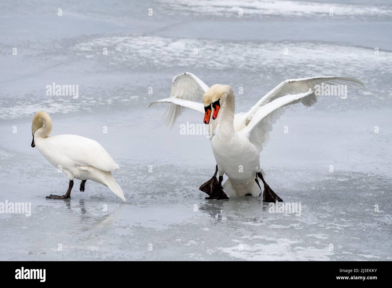 Kampf gegen stumme Schwäne in Helsinki, Finnland Stockfoto