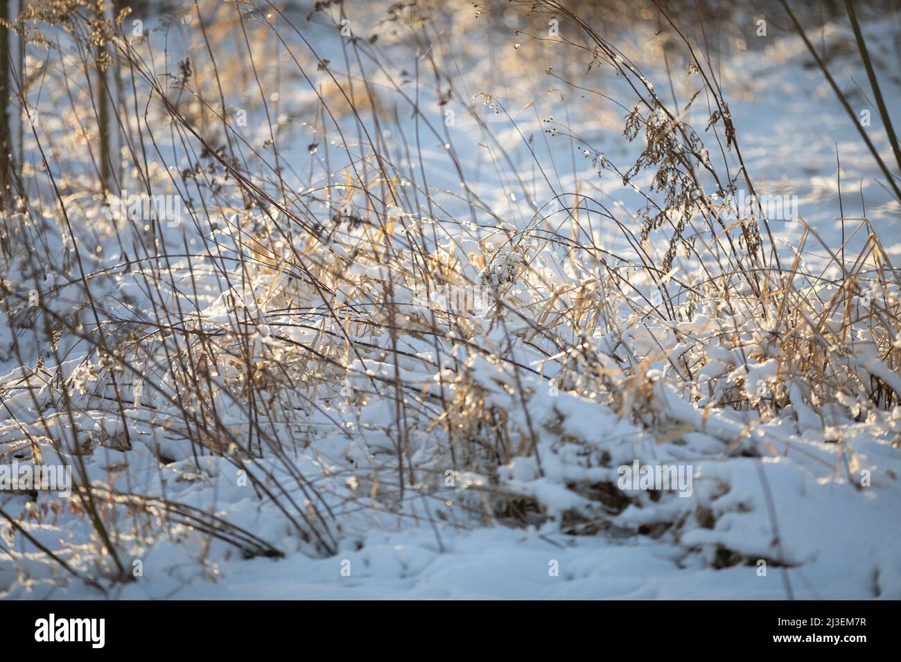 Getrocknete Grashalme und Forbs, die unter einer Schneeschicht herausragen. Stockfoto