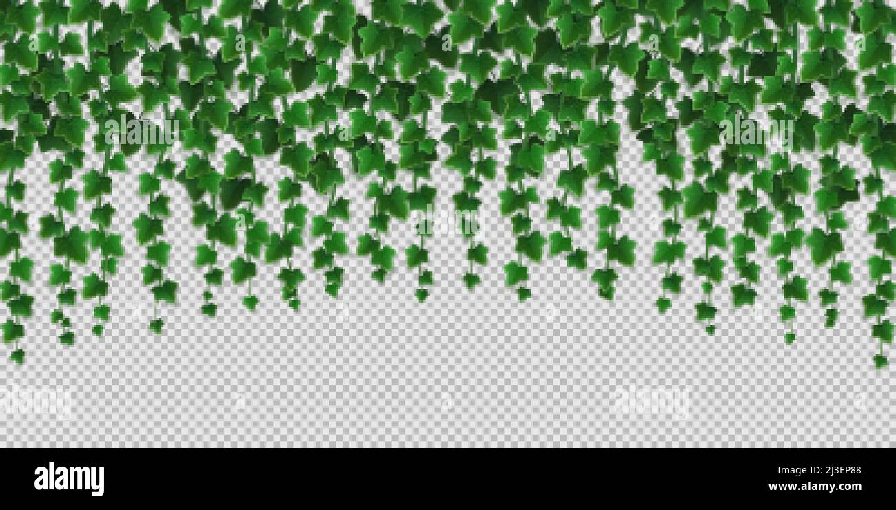 Efeu Kletterreben Rahmen, grne Bltter der kriechenden Pflanze, botanische  dekorative Bordre Design isoliert auf transparentem Hintergrund.  Hedera-Zweig hngen Stock-Vektorgrafik - Alamy