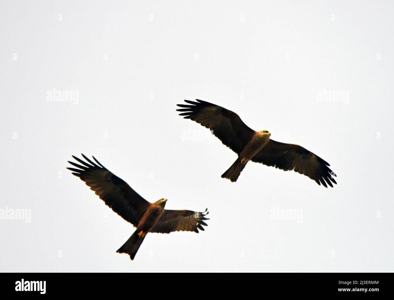 Schwarzer Drachen, Milvus migrans, im Flug, während der Migration Stockfoto