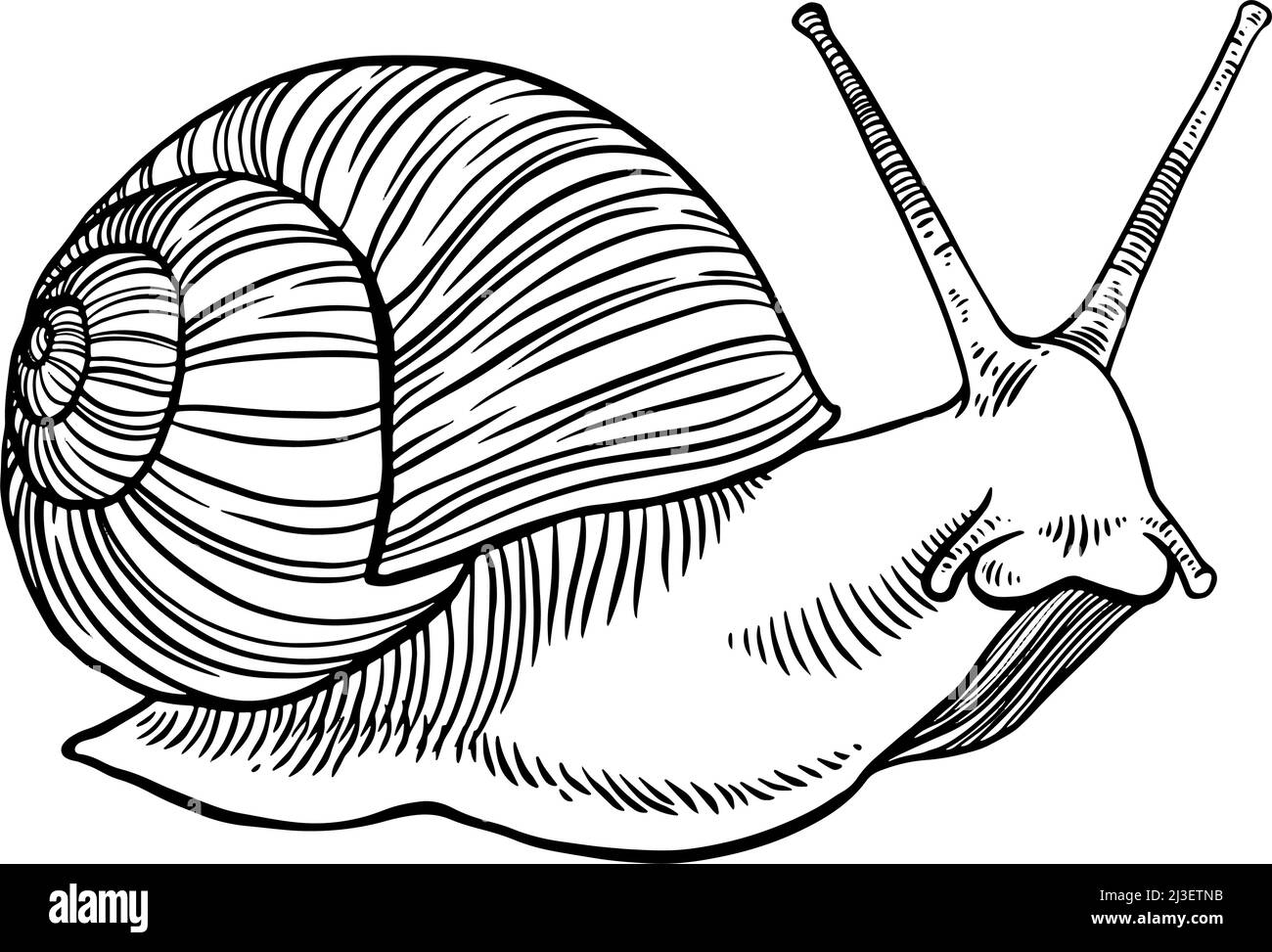 Linienkunst Vektor Illustration einer Schnecke Stock Vektor