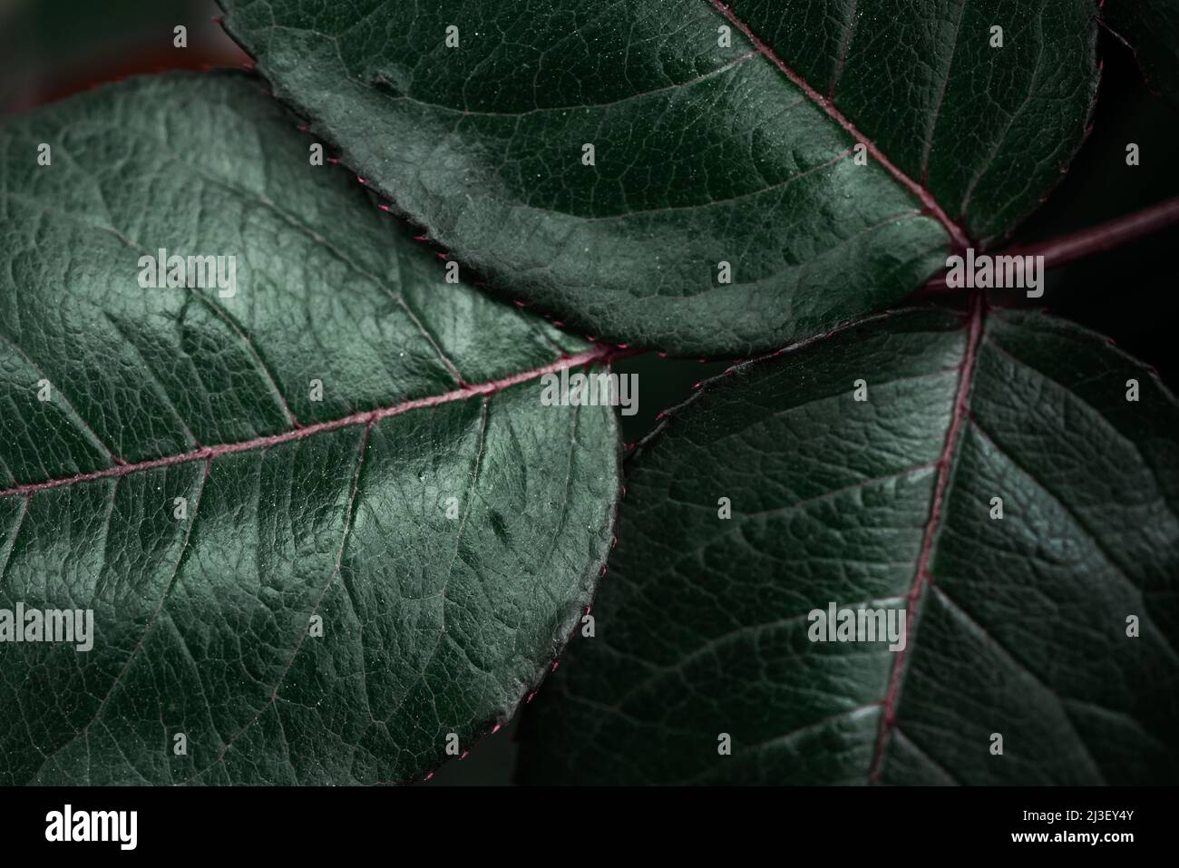 Makro-Potographie der grünen Blätter Hintergrund, Natur Schönheit Pflanzenmuster, Grüne Pflanze kleine Blätter abstrakten Hintergrund. Hochwertige Fotos Stockfoto