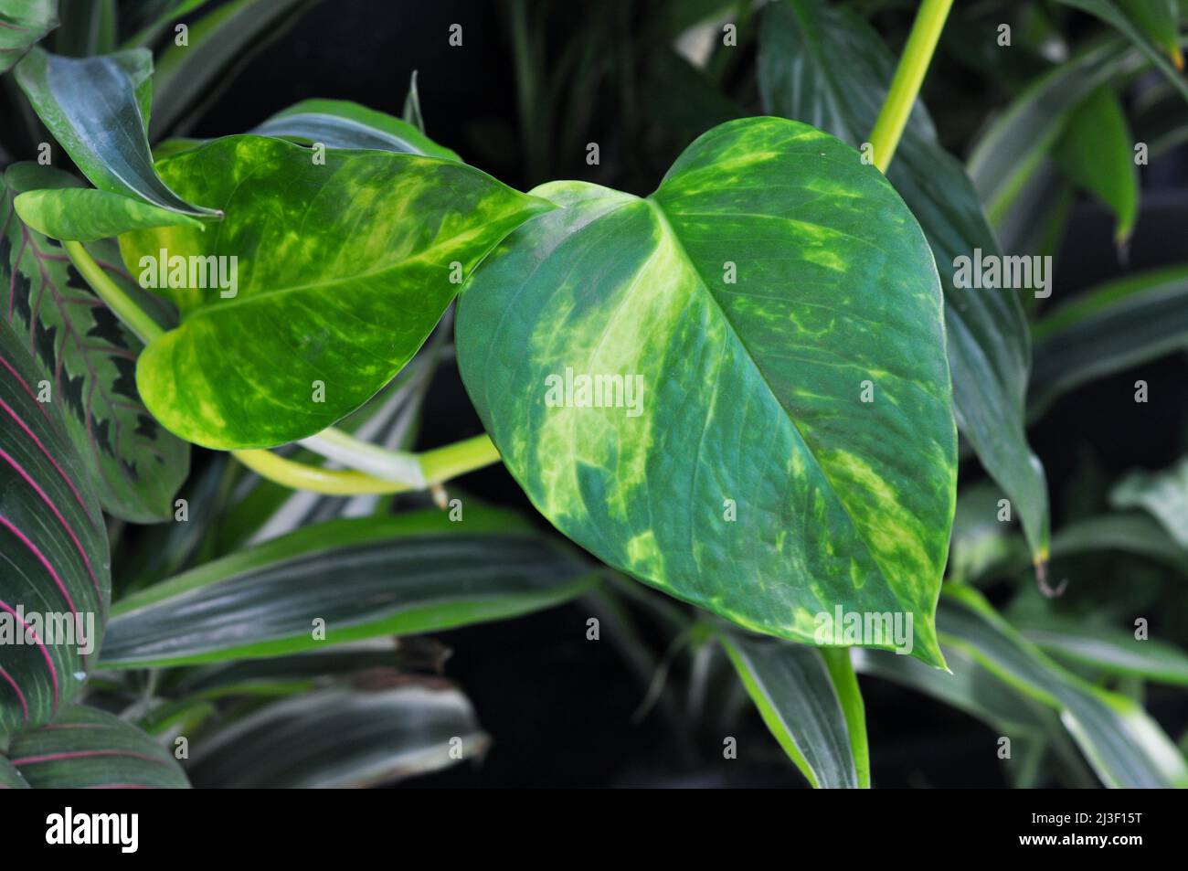 Eipremnum aureus grün gelbe Blätter. Innenrebe mit glänzenden Blättern. Lockige Zimmerpflanze, unprätentiös. Stockfoto