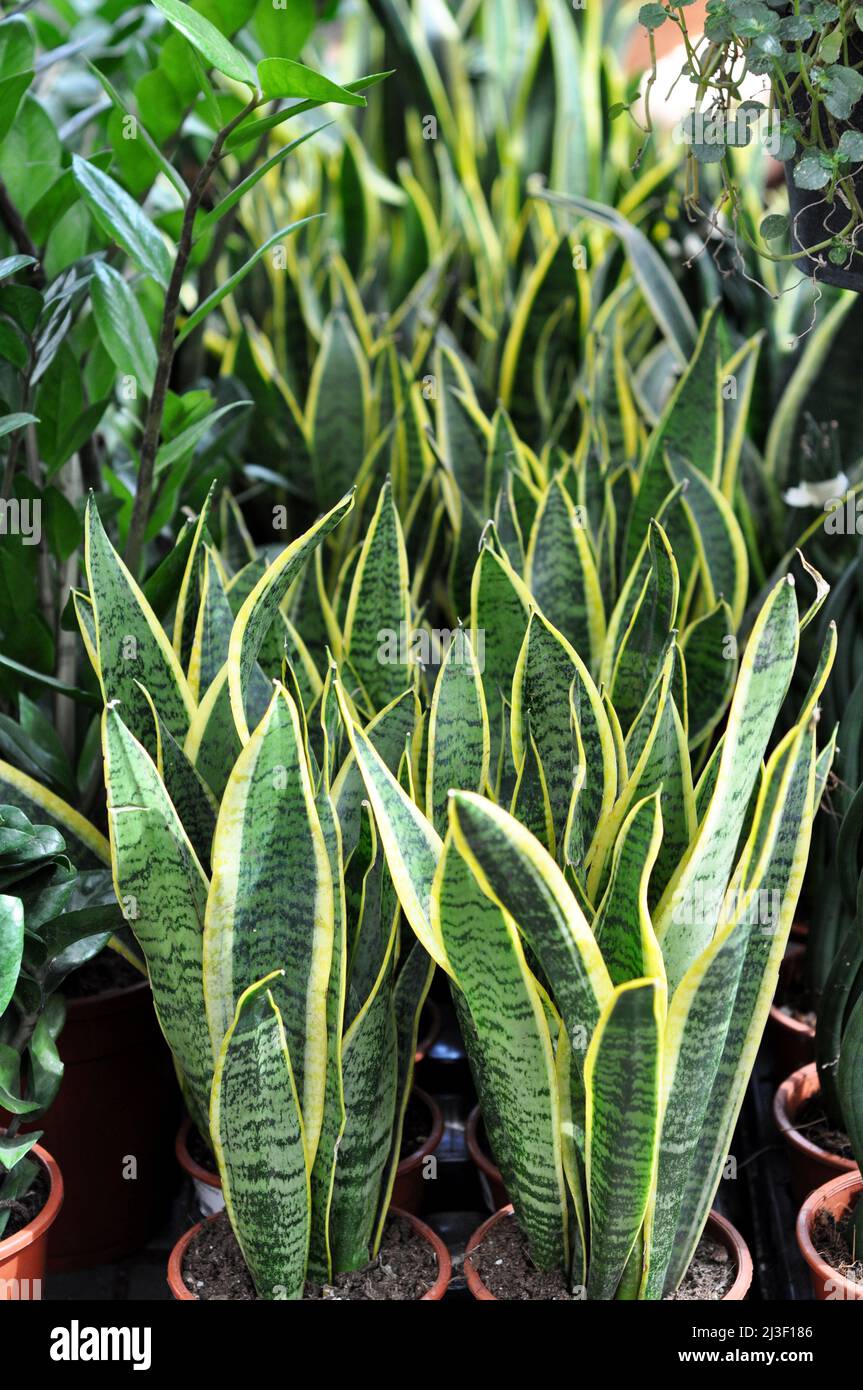 Grne Sukulente Sansevieria. Tropische Zimmerpflanze in einem Blumenladen.  Grne Bltter einer Pflanze mit gelben Streifen in Tpfen Stockfotografie -  Alamy