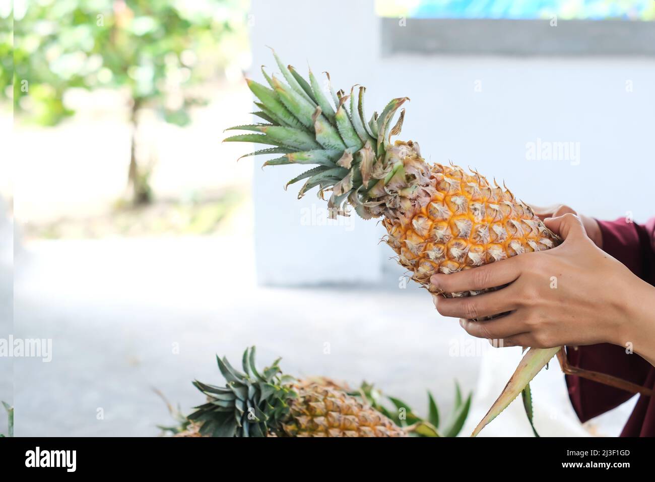 Frauen wählen frische Ananas auf dem Obstmarkt. Ananas in der Hand der Frau. Stockfoto