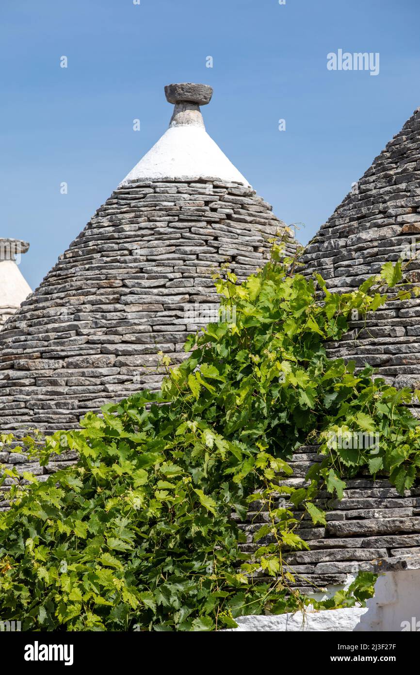 Weinreben auf dem Stein Dach von Trulli in Alberobello, Italien. Der Baustil ist spezifisch für die murge Bereich der italienischen Region ein Stockfoto