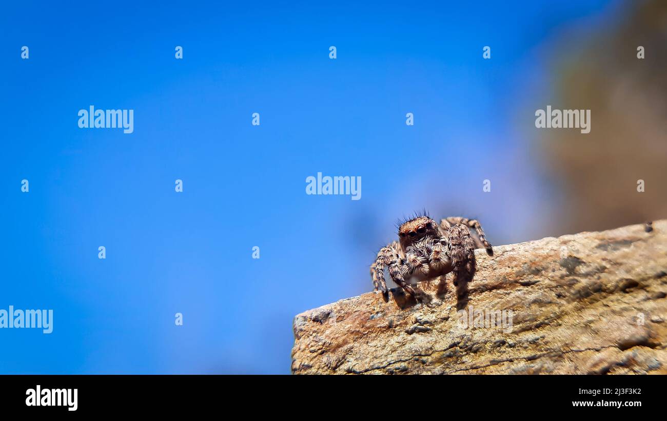 Schöne springende Spinne, die auf Felsen sitzt und sich freut. Langona ist eine Spinnengattung aus der Familie der Salticidae (springende Spinnen). Stockfoto