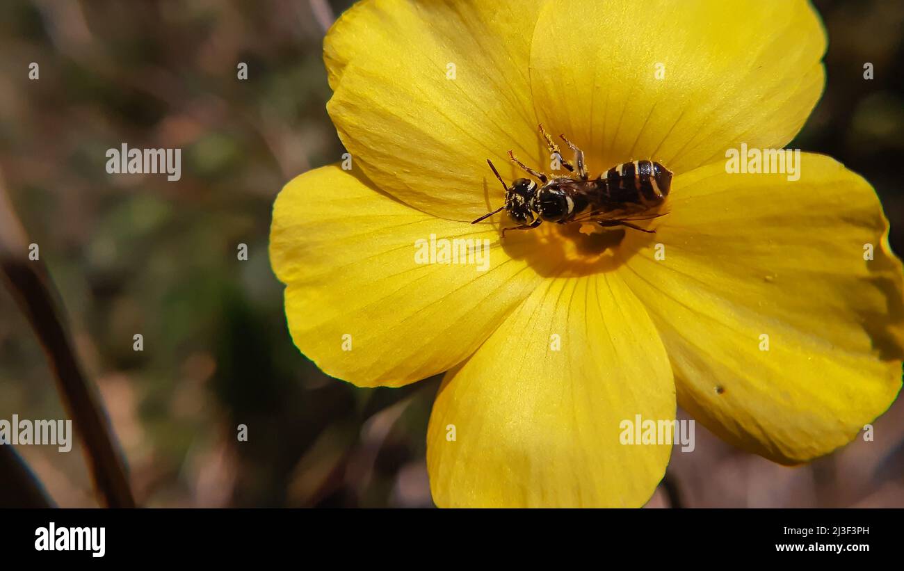 Exotische Biene auf gelber Blüte. Die kosmopolitische Bienengattung Ceratina, oft auch als kleine Zimmermannsbienen bezeichnet Stockfoto