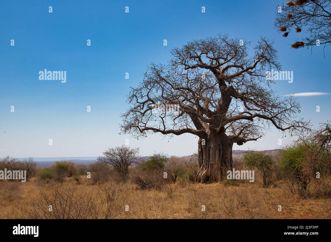 Afrikanischer Baobab, Adansonia digitata, in der Landschaft des Tsavo-Nationalparks in Kenia. Stockfoto