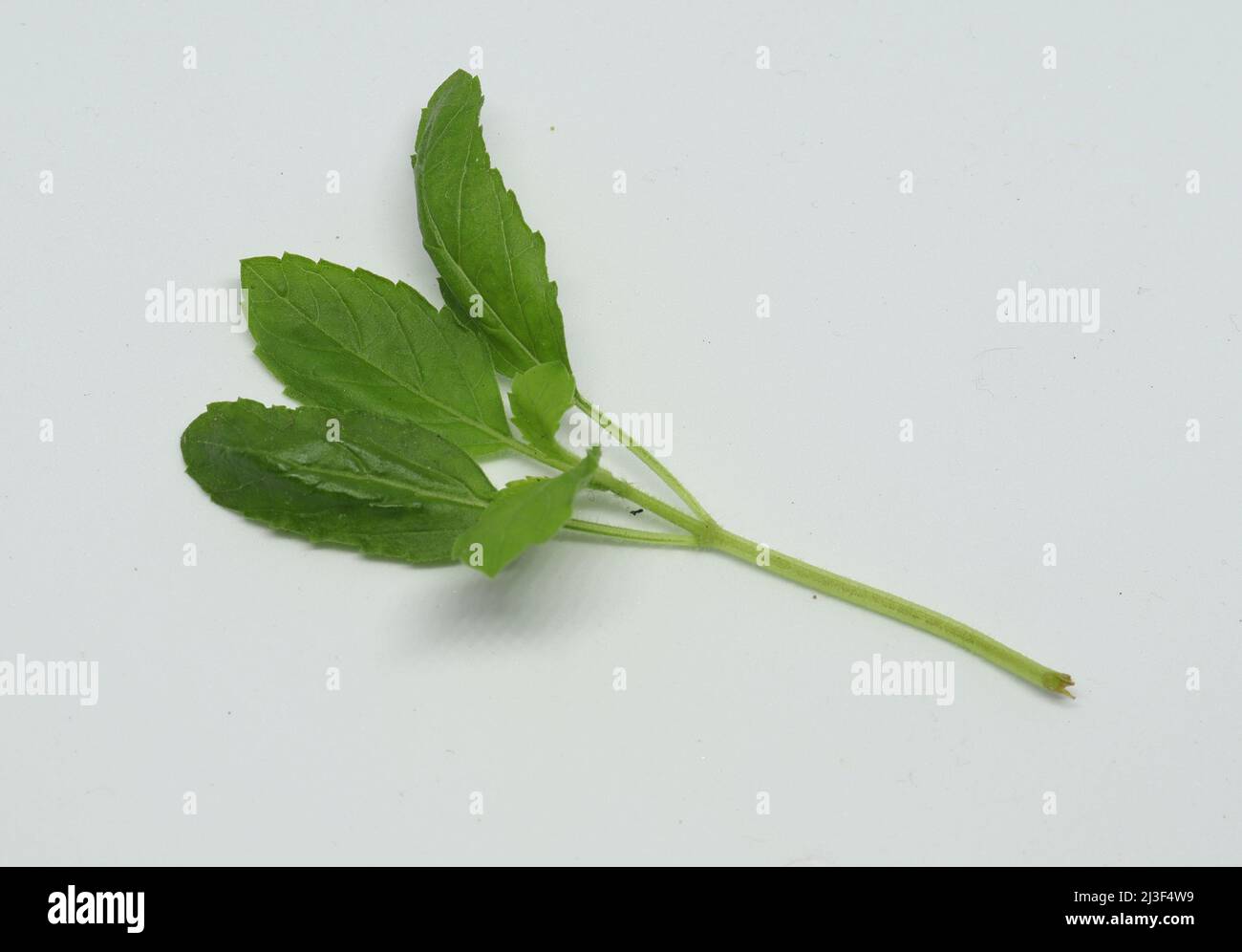 Hindi Name: Tulsi englischer Name: Heiliger Basil Lateinischer Name: Ocimum sactum Linn Penn. Mit weißem Hintergrund Stockfoto